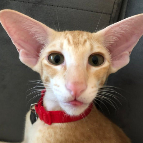 RoyTheCat nackte bilder