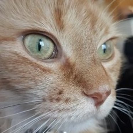 CjCumins sexy freie fotos