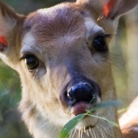 cherubelly kunst sex fotos