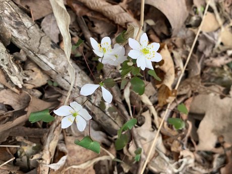 Plow schöne nackt foto