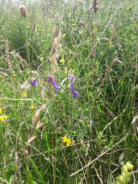 Cosmic Kane exklusive beste bild