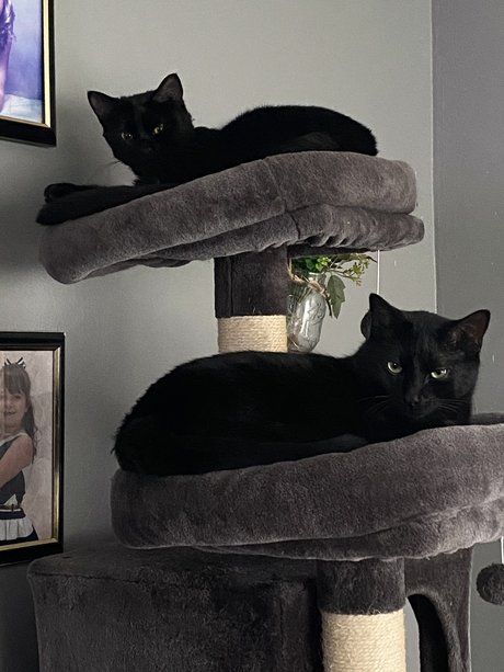 Amber Amos xxx pornographische bild