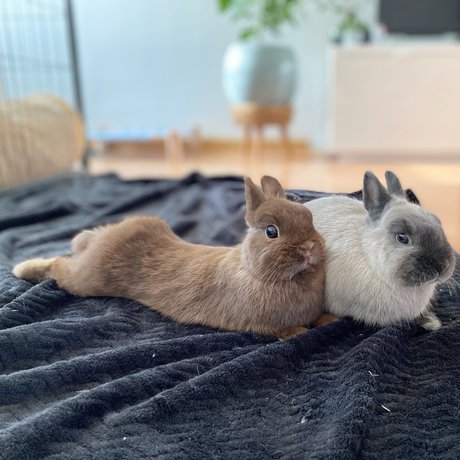 Ponzu amp amp Mocha kostenlose porno archiv