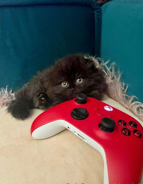 vanniallfree schöne erwachsene bild