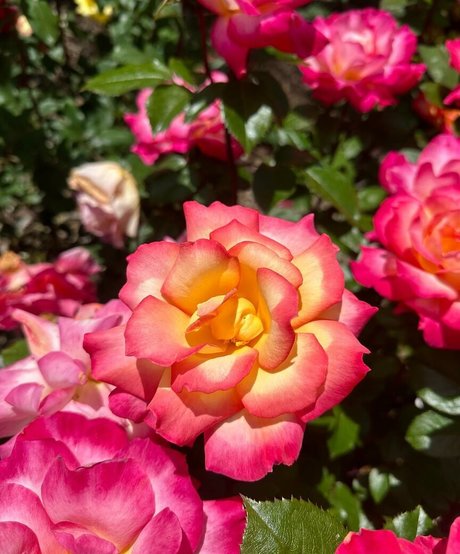 strumpfhosen-footjob nur fans heiße pornografische bilder