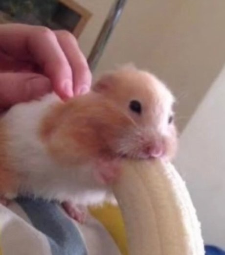 Dentari exklusive kunst bild