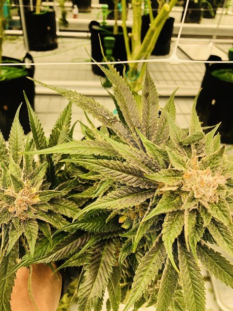 Leann Zimmerman exklusive hd archiv