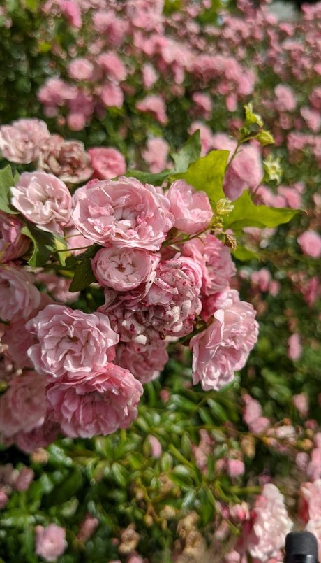 Sacha Rose Love nacktheit sexy bild