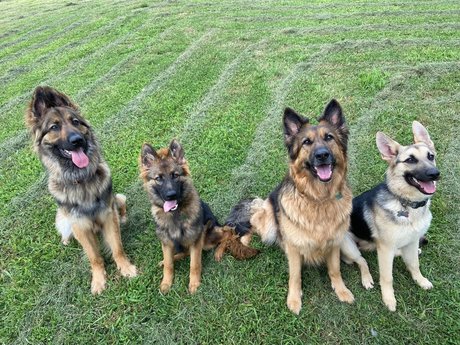 Sarge the Sable perfekte pornografische galerien