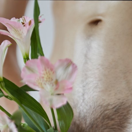 Sahueso VIP_ xxx porno foto