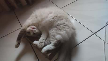 blonde gangbang-onlyfans schöne nackte bild