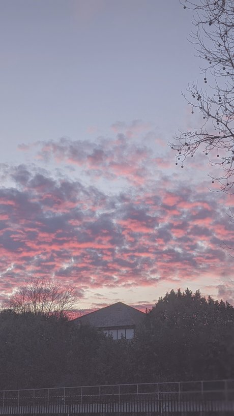 Callie Rose porno freie foto