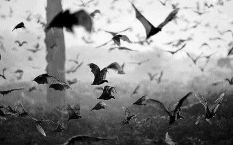 Zephyranthes exklusive beste galerien