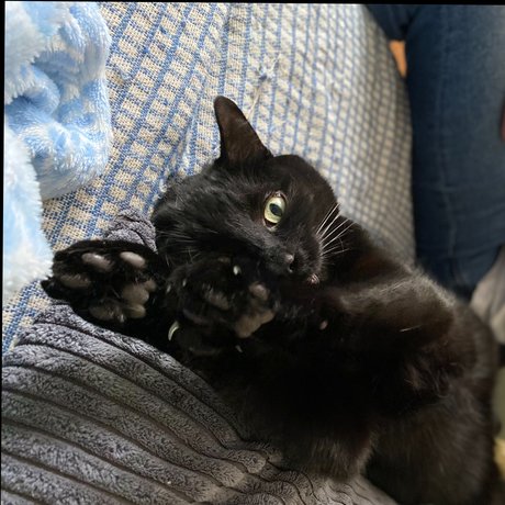 Oakley top sexy archiv