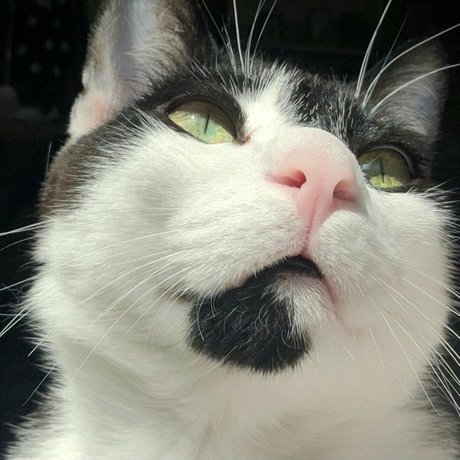 Oreo Cookie exklusive top galerien