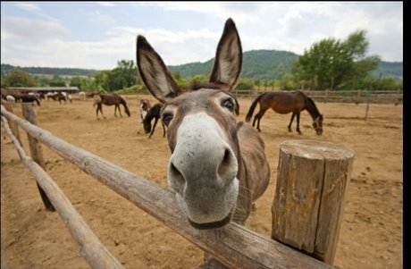 Burro Donkey schöne freie galerien