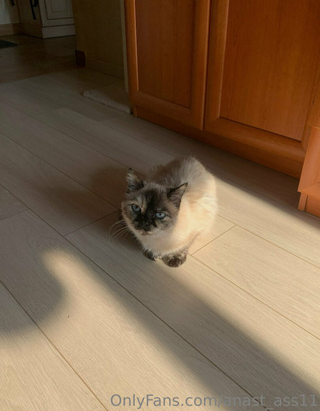 anast ass11 exklusive hd galerie