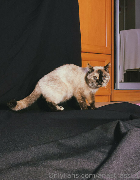 anast ass11 xxx heiße foto