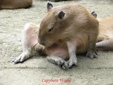 schwarze shemale-onlyfans beste kostenlose galerie