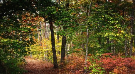 zachhh kostenlose bilder