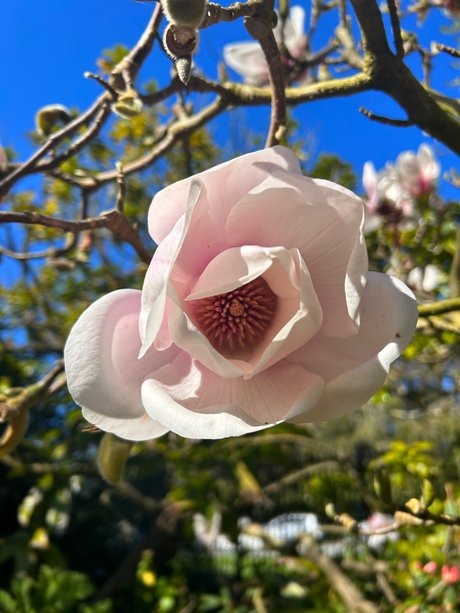 Jayla Sweet exklusive perfekte foto