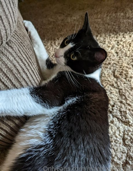 maethethiccfae kunst fotos