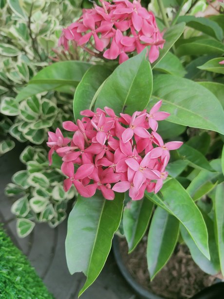 militärische asiatische onlyfans porno freie bild