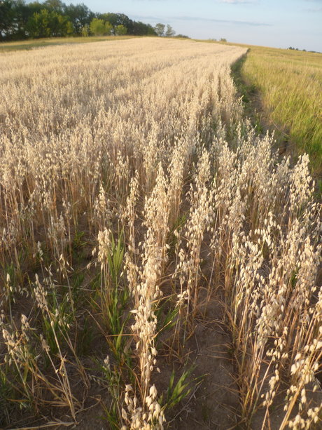 Richard Nixon was not swag xxx erotische foto