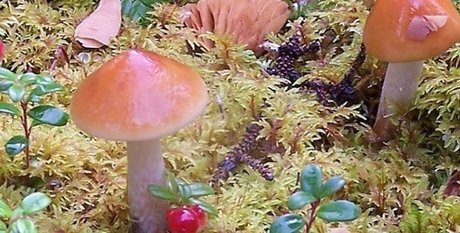 aurora jade pornografische pornostar bilder