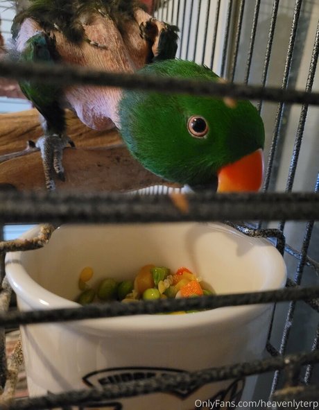 heavenlyterp nacktheit pornografische galerien