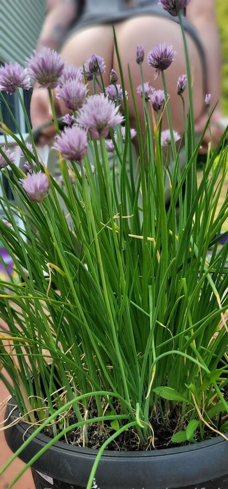 darkreifree beste pornographische archiv