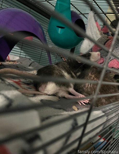 kostenlose bbw-onlyfans kunst erotische bild