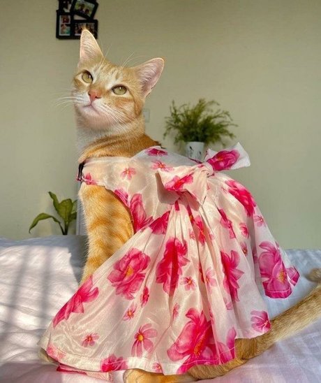 Princess VIP top beste foto