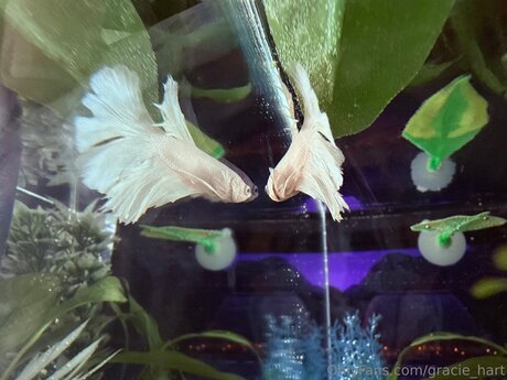 Gracie Hart porno top bilder