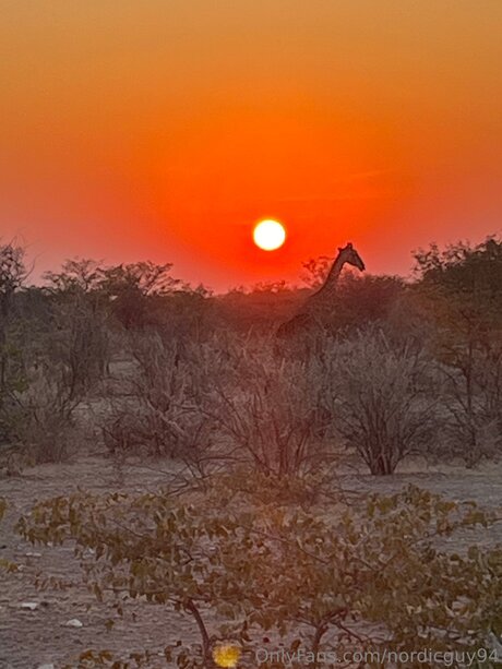 Nordicguy94 hübsche freie archiv