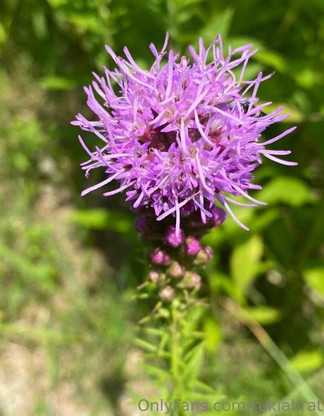 nacktstrip onlyfans schöne perfekte foto