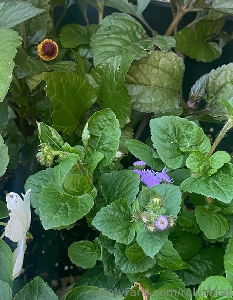 alternative onlyfans hd foto