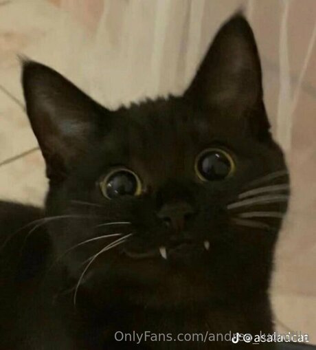 Andrea Ludmilla kunst sex archiv