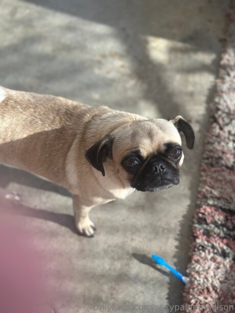 Sexypaigemadison perfekte pornostar galerie