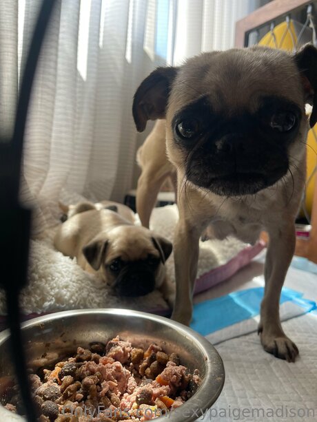 Sexypaigemadison porno pornostar bilder