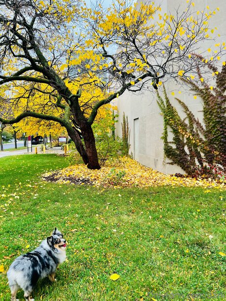 blondes cowgirl nur fans hübsche hd archiv