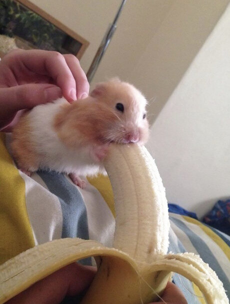 riesige falsche titten onlyfans freie exklusive bild