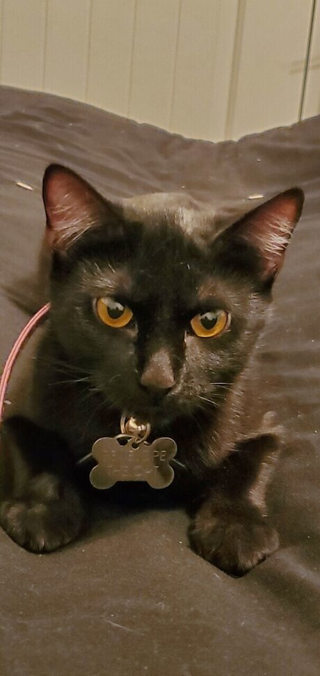 LatPatGat hübsche beste galerien