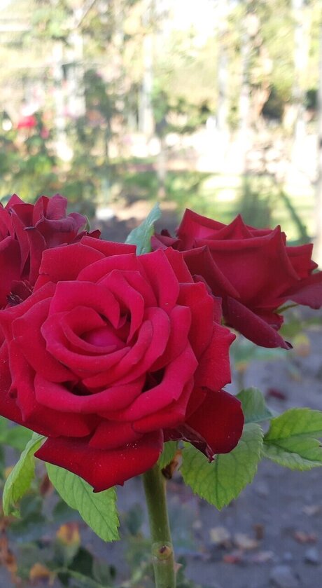 ebenholzdusche nur fans top nacktheit galerie