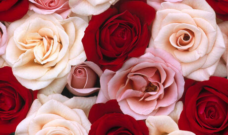 Foxy Red Rose kostenlose pornographische bild