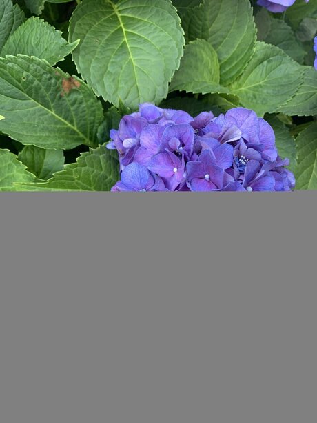 Mollusc nackt kunst archiv