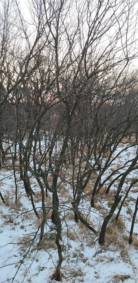 _auzziebell pornostar kostenlose foto