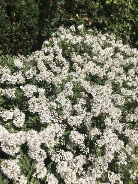 Zukumei perfekte top foto