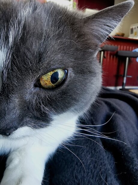 Midna heiße top foto