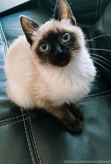 witchandhansel schöne xxx foto